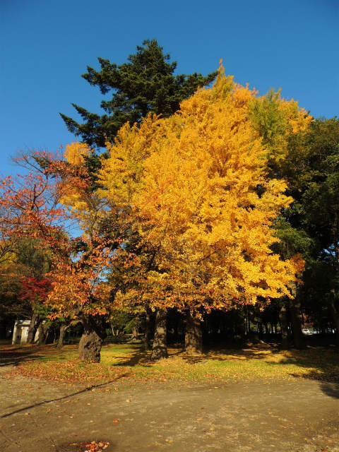 今日は立冬 霞城公園のイチョウの木 ＆ さざんか ＆ りんご、こみつ 