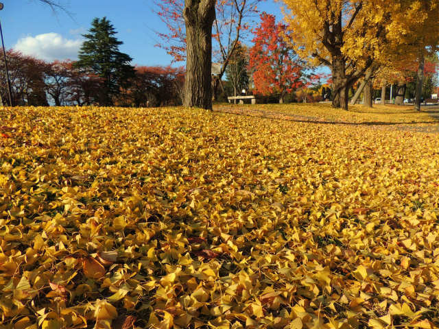 今日は立冬 霞城公園のイチョウの木 ＆ さざんか ＆ りんご、こみつ 